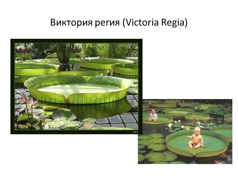 Виктория регия (Victoria Regia)